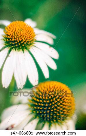 White Coneflower. Echinacea purpurea? White Swan?. August 2006, Maryland, USA View Large Photo Image Stock Photography - White Coneflower. Echinacea purpurea? White Swan?. August 2006, Maryland, USA. Fotosearch