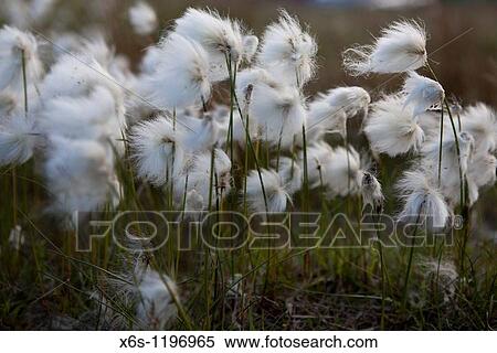 White cotton-grass Eriophorum scheuchzeri or Eriophorum capitatum, National park of Pallas-Yll? stunturi, Lapland, Finland View Large Photo Image Stock Photography - White cotton-grass Eriophorum scheuchzeri or Eriophorum capitatum, National park of Pallas-Yll? stunturi, Lapland, Finland. Fotosearch