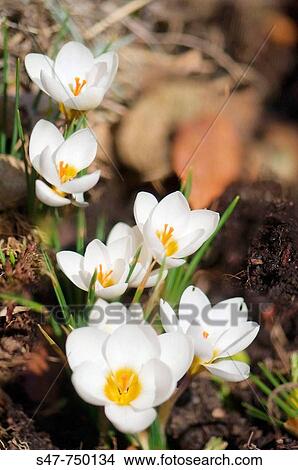 White Crocus Patch. Crocus biflorus? Purity?. February 2008, Maryland, USA View Large Photo Image Picture - White Crocus Patch. Crocus biflorus? Purity?. February 2008, Maryland, USA. Fotosearch