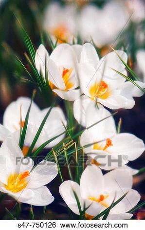 White Crocuses in Bloom. Crocus biflorus? Purity?. March 2007, Maryland, USA View Large Photo Image Stock Photograph - White Crocuses in Bloom. Crocus biflorus? Purity?. March 2007, Maryland, USA. Fotosearch
