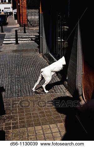 White Dog, Valencia, Spain View Large Photo Image Stock Photo - White Dog, Valencia, Spain. Fotosearch