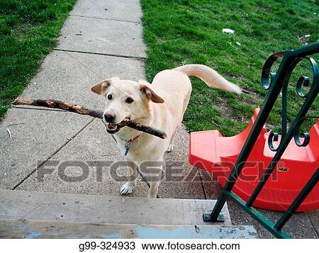 Stock Image - White dog with a stick at its home. Windsor. Ontario, Canada. Fotosearch