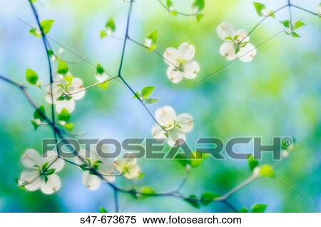 White Dogwood Blossom. Cornus florida. April 2006, Maryland, USA View Large Photo Image Stock Photography - White Dogwood Blossom. Cornus florida. April 2006, Maryland, USA. Fotosearch