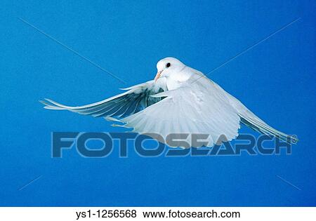 Stock Photo - WHITE DOVE FLYING. Fotosearch