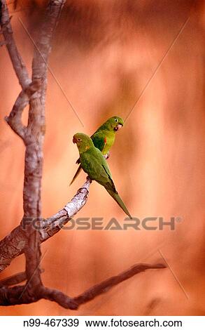 Stock Photo - White eyed parakeet (Aratinga leucophthalmus) couple perching on a branch in front of sandstone rocks. Chapada dos Guimar? es near CuiabB. Mato Grosso. Brazil.. Fotosearch