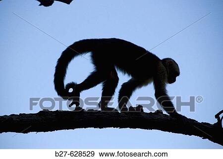 White-faced Capuchin monkey (Cebus capucinus), Montezuma. Peninsula Nicoya. Pacific coast. Costa Rica. Central America. View Large Photo Image Stock Photo - White-faced Capuchin monkey (Cebus capucinus), Montezuma. Peninsula Nicoya. Pacific coast. Costa Rica. Central America.. Fotosearch