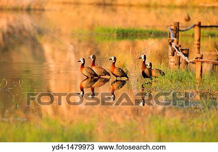White-faced Duck Dendrosygna viduata, Okavango Delta, Botswana View Large Photo Image Stock Image - White-faced Duck Dendrosygna viduata, Okavango Delta, Botswana. Fotosearch