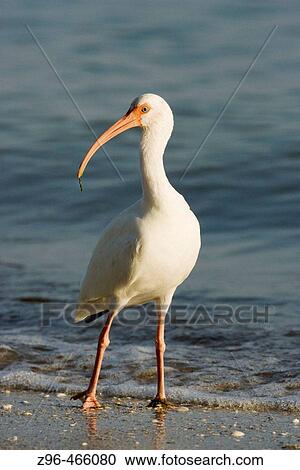 Stock Image - White-faced ibis (Plegadis chihi). De Soto Park beach, near Tampa, Florida, USA. Fotosearch
