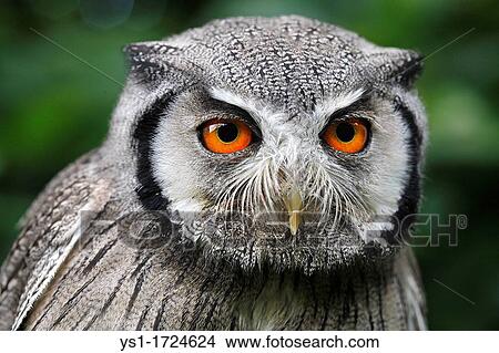 White-faced Scops Owl, otus leucotis, Portrait of Adult View Large Photo Image Picture - White-faced Scops Owl, otus leucotis, Portrait of Adult. Fotosearch