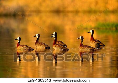 White-faced Whistling Duck (Dendrocygna viduata), Okawango Delta, Botswana. View Large Photo Image Stock Image - White-faced Whistling Duck (Dendrocygna viduata), Okawango Delta, Botswana.. Fotosearch