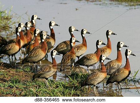 Stock Photography - White-faced Whistling-duck (Dendrocygna viduata). Venezuela. Fotosearch