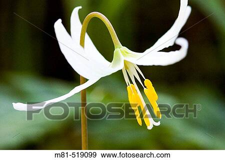 White Fawn Lily (Erythronium oregonum) at Bear Hill Regional Park. Saanich, British Columbia, Canada, 4 April 2006. View Large Photo Image Stock Photo - White Fawn Lily (Erythronium oregonum) at Bear Hill Regional Park. Saanich, British Columbia, Canada, 4 April 2006.. Fotosearch