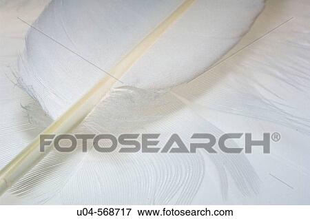 White feather View Large Photo Image Stock Photo - White feather. Fotosearch