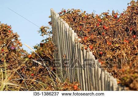 White fence is over grown with rosehip, Sylt, Germany View Large Photo Image Stock Photo - White fence is over grown with rosehip, Sylt, Germany. Fotosearch