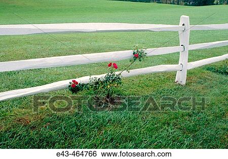 White fence wiht red rose bush and green grass View Large Photo Image Stock Photograph - White fence wiht red rose bush and green grass. Fotosearch