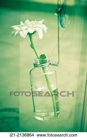 White flower in a clear glass bottle filled with water. View Large Photo Image Picture - White flower in a clear glass bottle filled with water.. Fotosearch