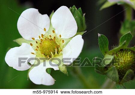 White flower of strawberry plant View Large Photo Image Picture - White flower of strawberry plant. Fotosearch