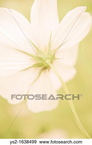 White flower View Large Photo Image Stock Photo - White flower. Fotosearch