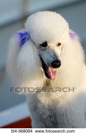Picture - White French Poodle. Fotosearch