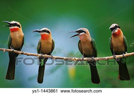 WHITE FRONTED BEE EATER merops bullockoides, ADULTS SINGING, KENYA View Large Photo Image Stock Image - WHITE FRONTED BEE EATER merops bullockoides, ADULTS SINGING, KENYA. Fotosearch