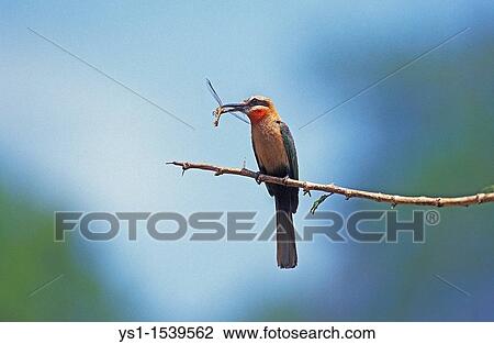White Fronted Bee Eater, merops bullockoides, Adult standing on Branch, Eating Dragonfly, Kenya View Large Photo Image Stock Image - White Fronted Bee Eater, merops bullockoides, Adult standing on Branch, Eating Dragonfly, Kenya. Fotosearch