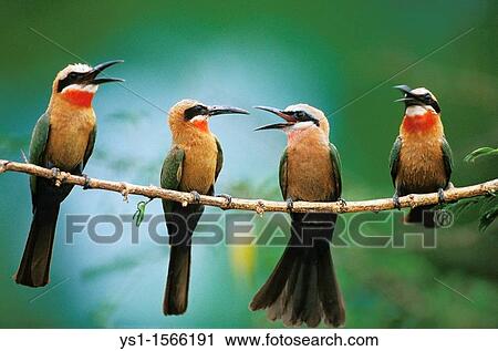 White Fronted Bee Eater, merops bullockoides, Adults standing on Branch, Kenya View Large Photo Image Stock Image - White Fronted Bee Eater, merops bullockoides, Adults standing on Branch, Kenya. Fotosearch