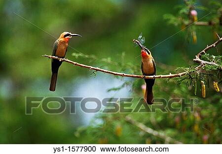 White Fronted Bee Eater, merops bullockoides, Adults standing on Branch, Dragonfly in Beak, Kenya View Large Photo Image Stock Image - White Fronted Bee Eater, merops bullockoides, Adults standing on Branch, Dragonfly in Beak, Kenya. Fotosearch