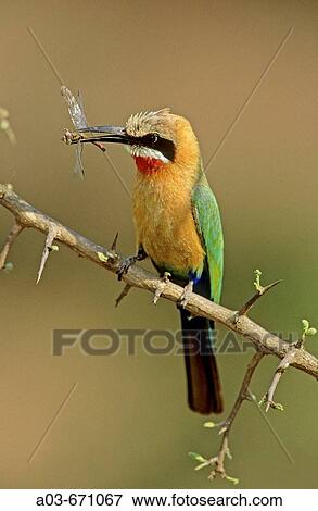 White-fronted Bee-eater, Merops bullockoides, with dragonfly, Kruger National Park, South Africa View Large Photo Image Stock Photo - White-fronted Bee-eater, Merops bullockoides, with dragonfly, Kruger National Park, South Africa. Fotosearch