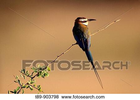 White fronted bee eater Merops bullockoides View Large Photo Image Stock Photo - White fronted bee eater Merops bullockoides. Fotosearch