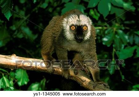 Stock Photography - WHITE FRONTED BROWN LEMUR eulemur fulvus albifrons, MALE STANDING ON BRANCH. Fotosearch