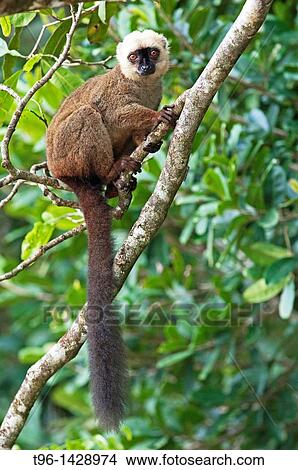 Picture - White-fronted Brown Lemur Nosy Mangabe Madagascar. Fotosearch