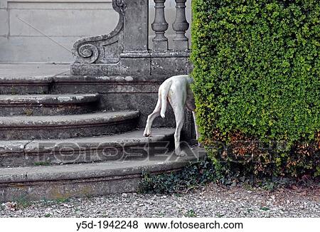 White German Boxer sniffing bushes next to old historic building, Bude Park, Geneva, Switzerland View Large Photo Image Stock Photo - White German Boxer sniffing bushes next to old historic building, Bude Park, Geneva, Switzerland. Fotosearch