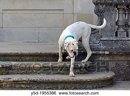 White German Boxer walking down the stairs of old historic building, Parc de Bude, Geneva, Switzerland View Large Photo Image Stock Photograph - White German Boxer walking down the stairs of old historic building, Parc de Bude, Geneva, Switzerland. Fotosearch