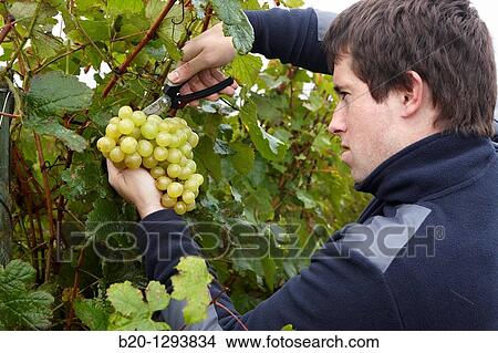 White grapes of? txakoli?, vineyards, Olaberria, Gipuzkoa, Euskadi, Spain View Large Photo Image Picture - White grapes of? txakoli?, vineyards, Olaberria, Gipuzkoa, Euskadi, Spain. Fotosearch