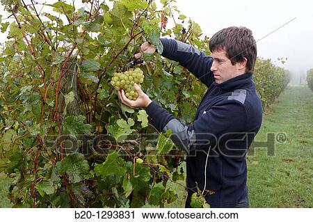 White grapes of? txakoli?, vineyards, Olaberria, Gipuzkoa, Euskadi, Spain View Large Photo Image Stock Image - White grapes of? txakoli?, vineyards, Olaberria, Gipuzkoa, Euskadi, Spain. Fotosearch