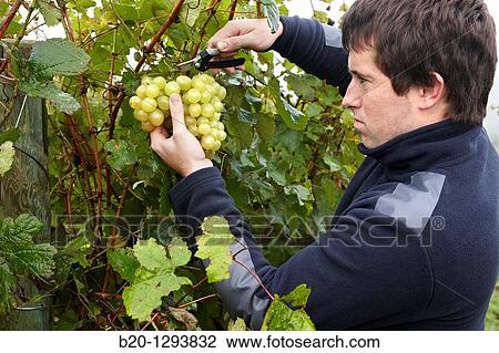 White grapes of? txakoli?, vineyards, Olaberria, Gipuzkoa, Euskadi, Spain View Large Photo Image Stock Image - White grapes of? txakoli?, vineyards, Olaberria, Gipuzkoa, Euskadi, Spain. Fotosearch