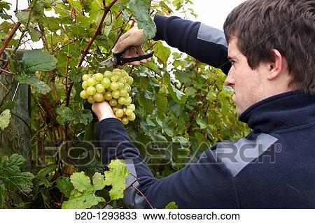 White grapes of? txakoli?, vineyards, Olaberria, Gipuzkoa, Euskadi, Spain View Large Photo Image Stock Image - White grapes of? txakoli?, vineyards, Olaberria, Gipuzkoa, Euskadi, Spain. Fotosearch