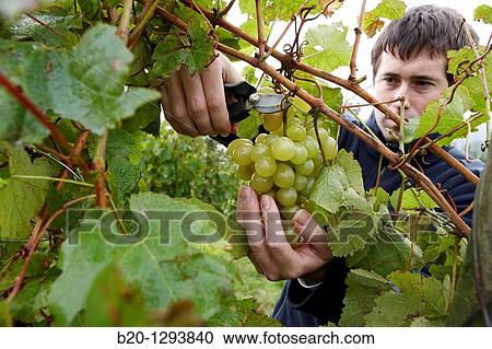 White grapes of? txakoli?, vineyards, Olaberria, Gipuzkoa, Euskadi, Spain View Large Photo Image Stock Image - White grapes of? txakoli?, vineyards, Olaberria, Gipuzkoa, Euskadi, Spain. Fotosearch