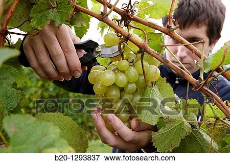 White grapes of? txakoli?, vineyards, Olaberria, Gipuzkoa, Euskadi, Spain View Large Photo Image Stock Photo - White grapes of? txakoli?, vineyards, Olaberria, Gipuzkoa, Euskadi, Spain. Fotosearch