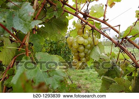 White grapes of? txakoli?, vineyards, Olaberria, Gipuzkoa, Euskadi, Spain View Large Photo Image Stock Photo - White grapes of? txakoli?, vineyards, Olaberria, Gipuzkoa, Euskadi, Spain. Fotosearch
