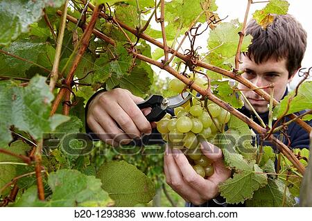 Stock Photograph - White grapes of? txakoli?, vineyards, Olaberria, Gipuzkoa, Euskadi, Spain. Fotosearch