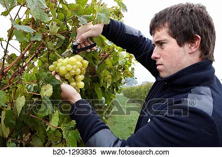 White grapes of? txakoli?, vineyards, Olaberria, Gipuzkoa, Euskadi, Spain View Large Photo Image Stock Photography - White grapes of? txakoli?, vineyards, Olaberria, Gipuzkoa, Euskadi, Spain. Fotosearch