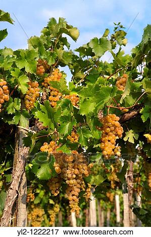 White grapes on the vines in the vineyards of Hajos Haj's Hungary View Large Photo Image Stock Photo - White grapes on the vines in the vineyards of Hajos Haj's Hungary. Fotosearch