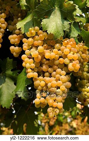 White grapes on the vines in the vineyards of Hajos Haj's Hungary View Large Photo Image Stock Photograph - White grapes on the vines in the vineyards of Hajos Haj's Hungary. Fotosearch