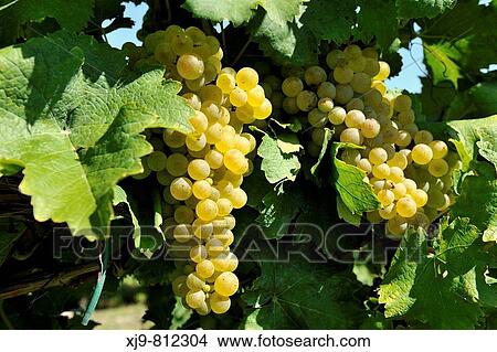 White grapes ready for harvest. View Large Photo Image Picture - White grapes ready for harvest.. Fotosearch