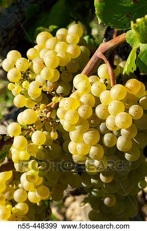 White grapes (Vitis vinifera). La Mnia, Alt Pened? s. Barcelona province, Catalonia, Spain View Large Photo Image Stock Photo - White grapes (Vitis vinifera). La Mnia, Alt Pened? s. Barcelona province, Catalonia, Spain. Fotosearch