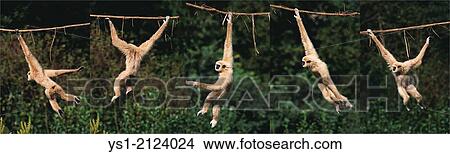 White-Handed Gibbon, hylobates lar, Moving, hanging from Liana, Movement Sequence. View Large Photo Image Picture - White-Handed Gibbon, hylobates lar, Moving, hanging from Liana, Movement Sequence.. Fotosearch