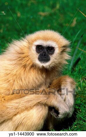 Stock Image - WHITE-HANDED GIBBON hylobates lar, PORTRAIT OF FEMALE. Fotosearch