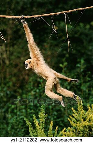 Stock Image - White-Handed Gibbon, hylobates lar, Moving, hanging from Liana.. Fotosearch