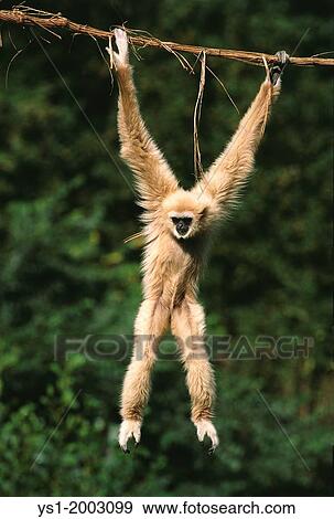 Stock Photo - White-Handed Gibbon, hylobates lar, Adult Hanging from Liana. Fotosearch